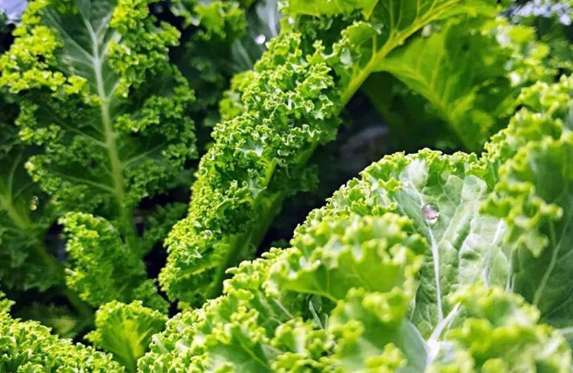 白象、袁記、三全、思念…紛紛盯上羽衣甘藍，“超級植物”開始席卷速凍食品？